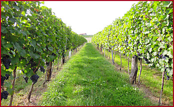walser weine